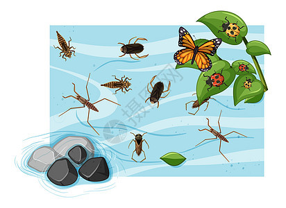 pon 中水生昆虫的顶视图卡通片生物池塘瓢虫野生动物环境异国甲虫液体生活图片
