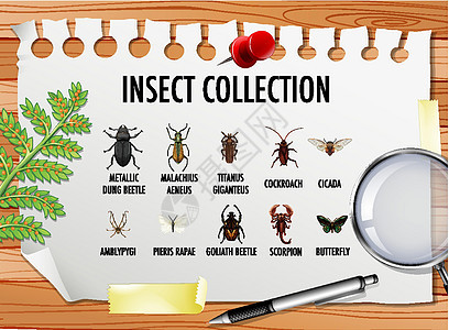 桌上有固定元素的昆虫收藏集环境家具生物学卡通片插图蜂蜜科学收藏教育生活图片