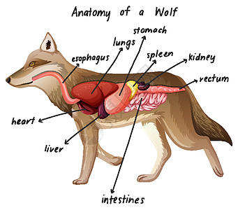 狼的解剖图片