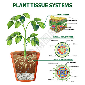 显示植物组织系统的图表解剖学细胞生物旅行运输生理生活生物学教育剪贴图片