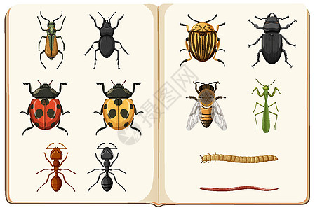 昆虫馆藏昆虫学名录甲虫科学收藏蜘蛛动物漏洞卡通片动物群蜜蜂昆虫背景图片