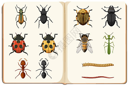昆虫馆藏昆虫学名录甲虫科学收藏蜘蛛动物漏洞卡通片动物群蜜蜂昆虫背景图片