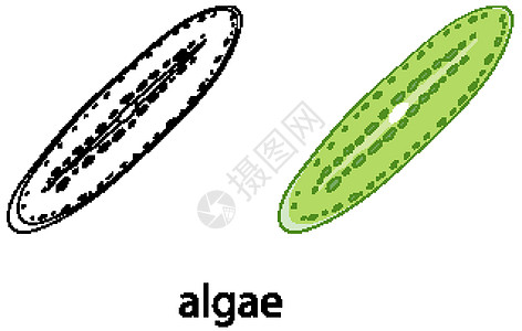 颜色的藻类和白色背景上的涂鸦生活卡通片食物生物科学环境学习教育生物学插图图片