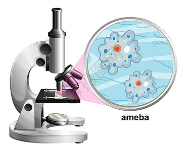 白背景阿米巴解剖结构显微镜图片