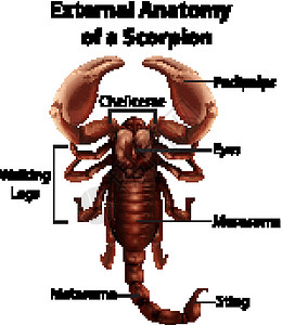 蝎子在白色背景上的外部解剖图片