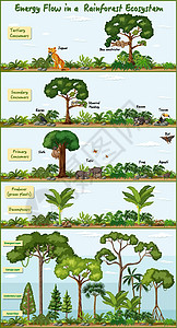 雨林生态系统图中的能量流流动卡通片生活生物学图表生物热带绘画热带雨林环境图片