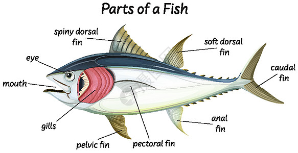 fis 的科学内部解剖鲭鱼学习生物教育动物意义眼睛图表信息病理图片