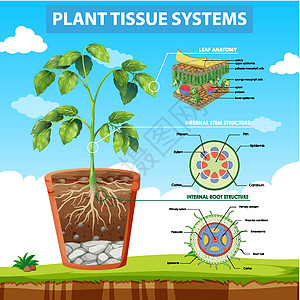 显示植物组织系统的图表车辆教育生物学中枢剪贴卡通片生活艺术环境病理图片