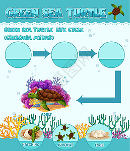 显示 Turtl 生命周期的图表教育意义生物动物群科学胚胎自行车剪贴艺术爬虫图片