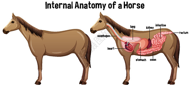 马的内部解剖与标签冒号绘画病理艺术夹子器官动物学微生物学字体教育图片