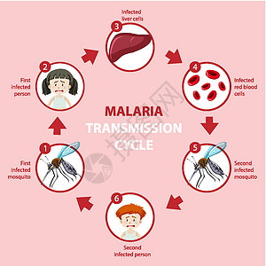 疟疾传播周期和症状信息图表横幅保健蚊子卡通片自行车插图运输药品昆虫标识图片