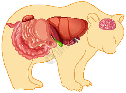 野熊分离物的解剖冒号身体动物学教育哺乳动物生物食管生理解剖学剪贴图片