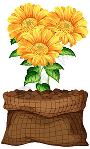 白色背景上棕色袋子里的美丽花朵环境花园艺术插图园艺绿色向日葵场景种植花瓣图片