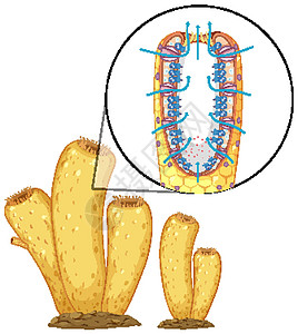 生物教育用海绵结构示意图生物学插图同体软骨细胞施肥海洋艺术科学精子图片