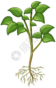 蕨根植物显示根部在白色背景上被隔离的植物生物教育学习生物学生活图表意义夹子剪贴绿色设计图片