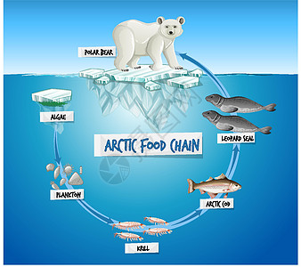 北极食物链图概念生态狮子海豹消费者科学海洋哺乳动物教育卡通片制作人图片