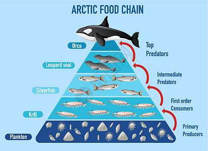 北极食物链金字塔生物科学蠹虫狮子海报磷虾捕食者剪贴教育浮游图片