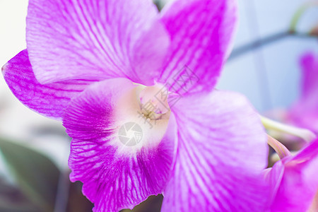 空空袋花瓣植物植物群紫色叶子摄影花园热带植物学花束图片