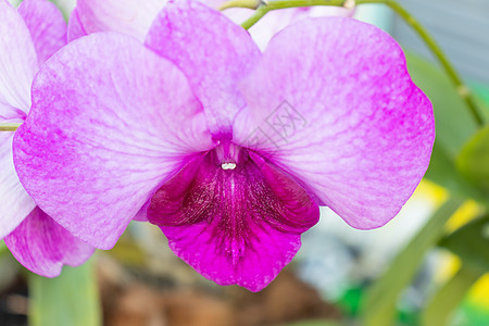 空空袋叶子花瓣植物学紫色热带植物群植物花园摄影花束图片