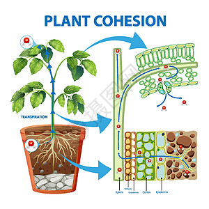 显示植物内聚力的图表车辆卡通片插图学习表皮艺术夹子科学旅行生物学图片