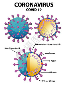冠状病毒颗粒结构图绘画症状染色体流感肺炎图表信息插图致命卡通片图片