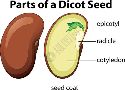 显示白色背景上双子叶植物种子部分的图表生物学子叶学习生物插图卡通片环境艺术生活教育图片