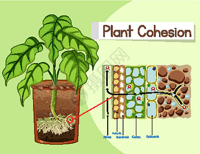 显示植物内聚力的图表艺术夹子细胞环境生物学标记吸引力教育科学插图图片