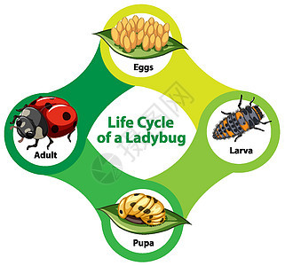 瓢虫的生命周期图图片
