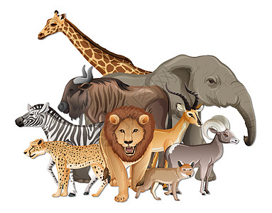 白色背景上的一群非洲野生动物团体捕食者卡通片植物插图动物群食肉丛林狐狸收藏图片