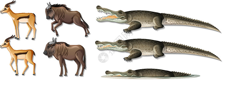 白色背景上孤立的非洲野生动物集爬虫哺乳动物生活大草原夹子捕食者收藏植物动物群森林图片