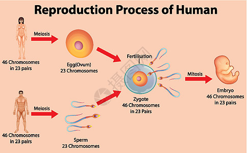 人类的生殖过程女孩男人卡通片精子卵子艺术插图女性染色体男性图片