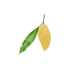 黄熟的芒果 白底绿叶被孤立图片