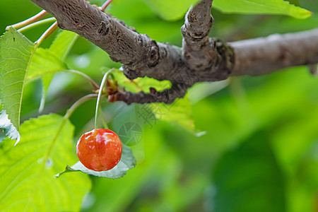 有绿叶和樱桃莓的樱桃树团体植物收成生长农场宏观园艺植物群浆果叶子图片