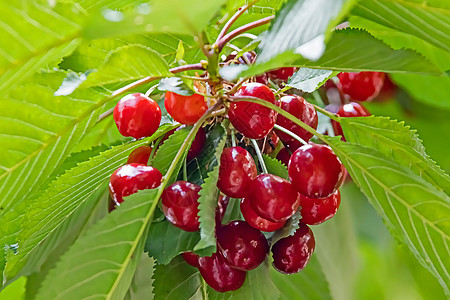 有绿叶和樱桃莓的樱桃树阳光植物宏观收成季节叶子食物花园果园甜点图片