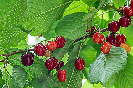 有绿叶和樱桃莓的樱桃树收成浆果果园团体花园阳光食物园艺植物群甜点图片