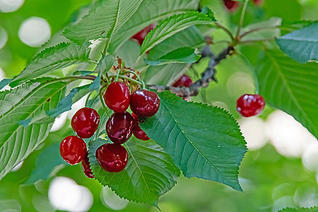 有绿叶和樱桃莓的樱桃树叶子农场浆果季节花园团体宏观植物群收成植物图片