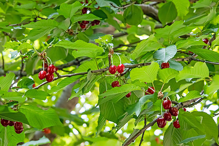 有绿叶和樱桃莓的樱桃树生长果园食物水果甜点植物宏观植物群花园叶子图片