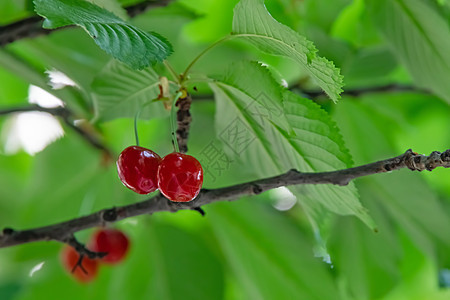 有绿叶和樱桃莓的樱桃树甜点植物食物宏观农场团体植物群叶子水果收成图片