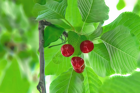 有绿叶和樱桃莓的樱桃树食物园艺宏观团体叶子浆果农场果园植物甜点图片