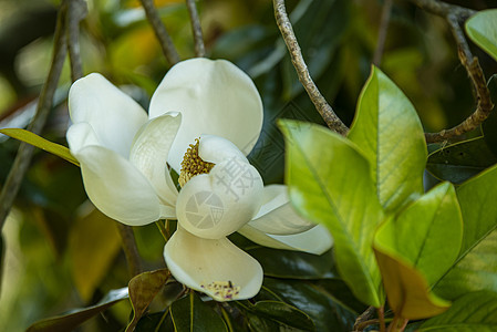 花朵细节脆弱性植物学公园花瓣季节天空植物群花园宏观植物图片