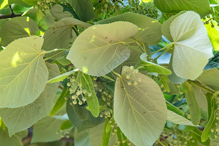 绿树和绿色叶子的林木花宏观药品植物学花序花瓣木头植物枝条植物群草本植物图片