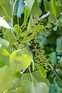 绿树和绿色叶子的林木花树叶植物群植物花园花序植物学药品草本植物木头宏观图片