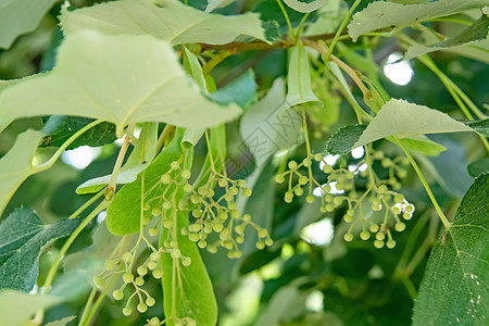 绿树和绿色叶子的林木花椴树草本植物森林花序宏观花瓣花园枝条树叶植物学图片