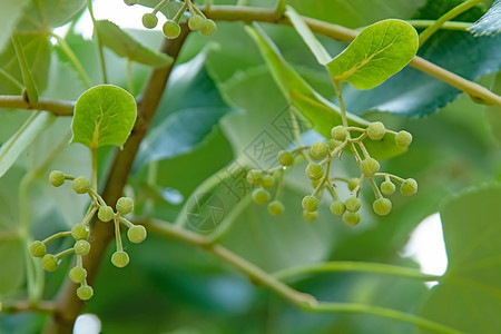 绿树和绿色叶子的林木花草本植物植物学椴树森林木头宏观花序花园季节药品图片