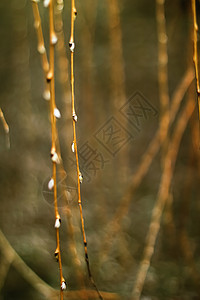 早春或秋秋初的自然背景 植物园寒冷天气季节植物学天空场地分支机构橙子森林公园小麦植物图片