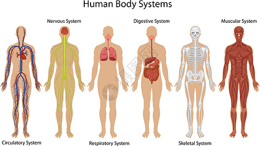 人体系统插图神经元科学动脉肠子骨骼骨头药品静脉肋骨图片
