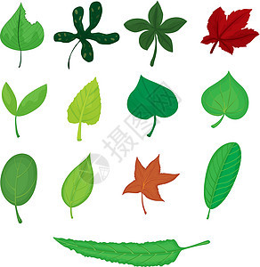 树叶卡通片叶子三叶草小路传单剪裁红色绿色静脉植物图片