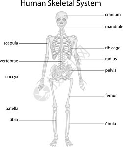 骨骼系统男人肋骨插图骨头白色药品身体医疗生物学躯干图片