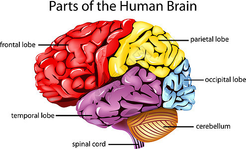 人脑标签科学神经元医疗生物学解剖学标记器官学校加工图片