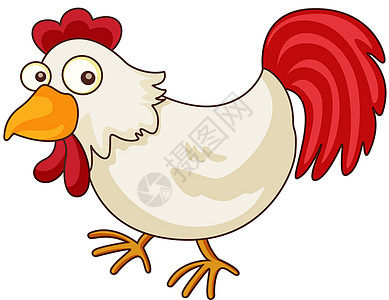 鸡卡通公鸡宠物羽毛母鸡动物群剪裁红色动物尾巴白色图片
